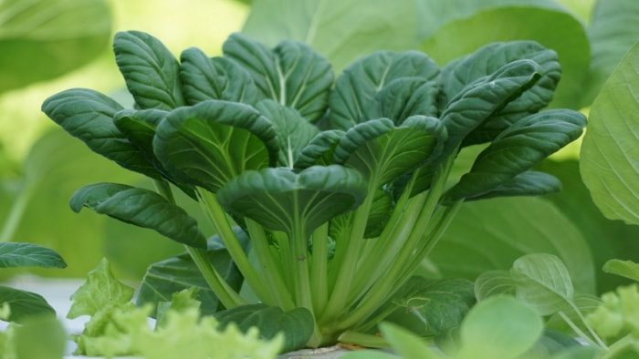 types de légumes verts asiatiques – légumes à feuilles tatsoi