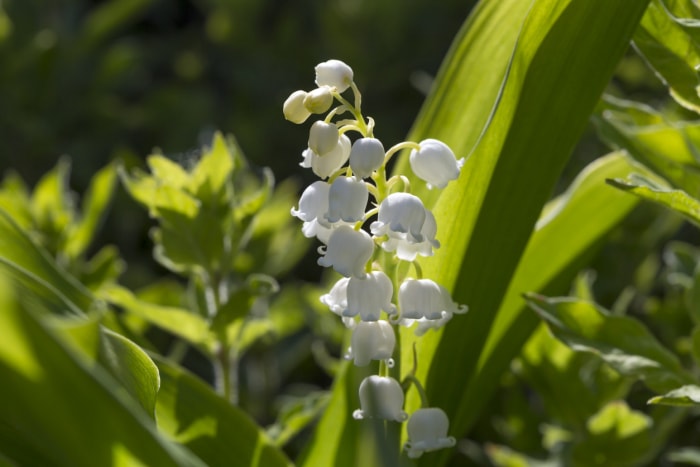 Fleurs de muguet poussant lors d'une journée ensoleillée.