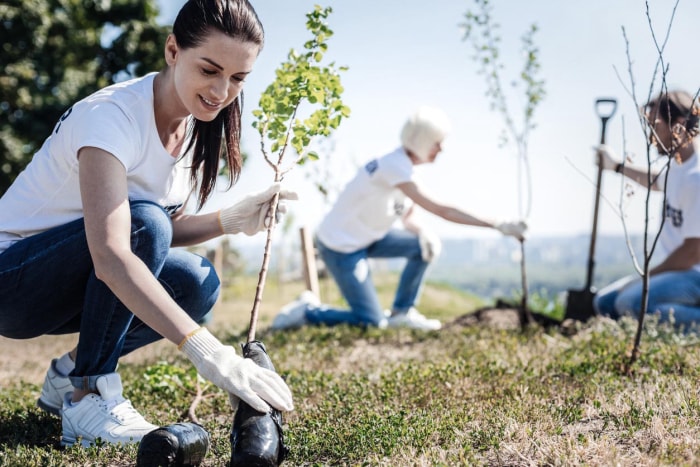 Les meilleures options de services de plantation d'arbres commémoratifs