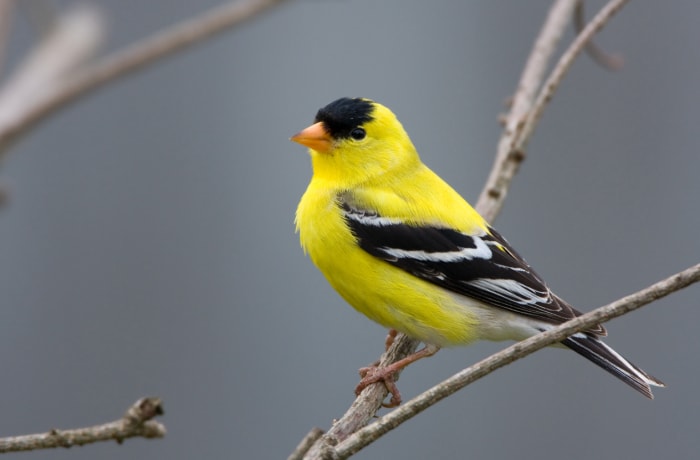 iStock-172863930 oiseaux qui tirent leur couleur des aliments chardonneret américain