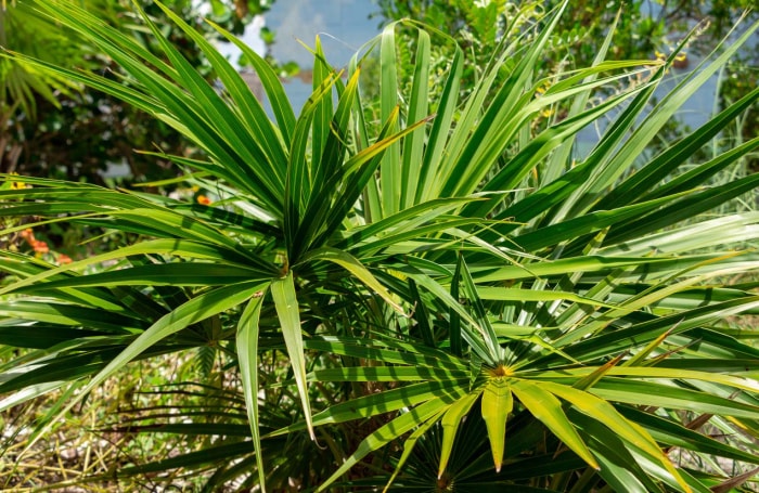 Types de palmiers : Palmier de Floride (Thrinax radiata)