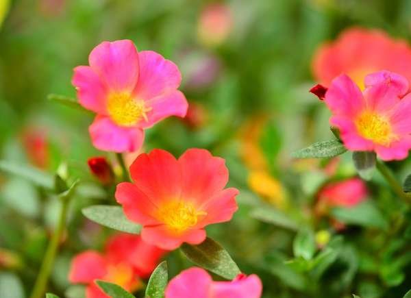 istock plante pour paniers suspendus Moss_Rose