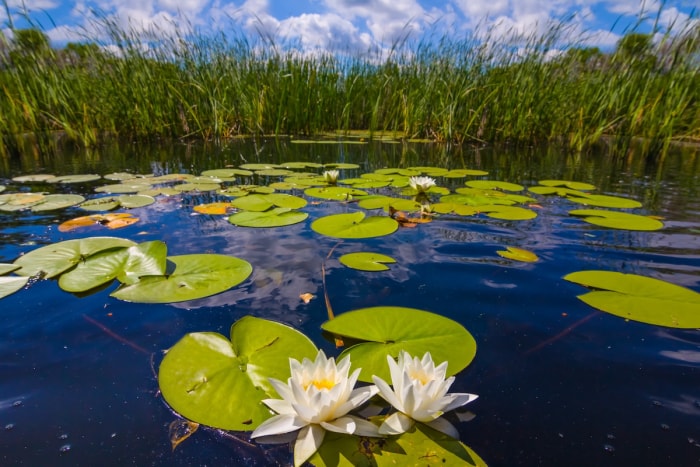 Nénuphars et herbes des marais au bord d'une piscine naturelle.