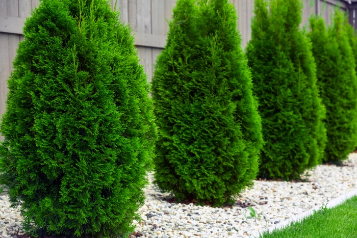 arbres d'ombrage à croissance rapide arborvitae dans une rangée d'arrière-cour