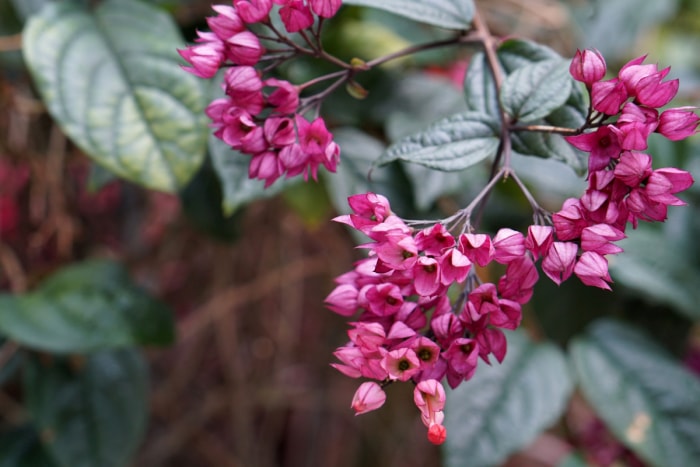 Plante à cœur saignant avec des fleurs violettes.