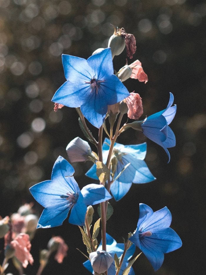 20 fleurs audacieuses et magnifiques qui fleurissent en automne