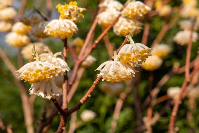 Vue rapprochée d'un groupe de fleurs jaunes et blanches sur une plante de paperbush en fleurs.