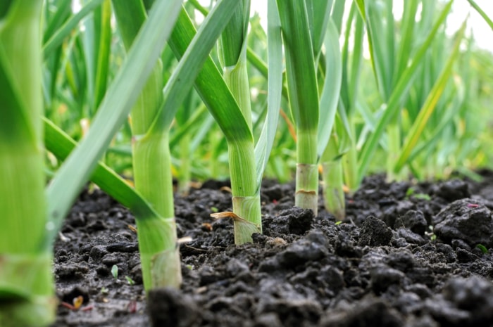 Plantes d'ail poussant en rangée.