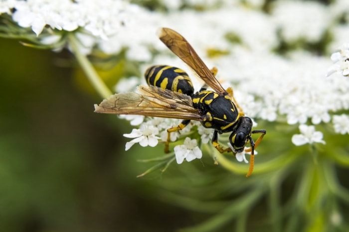 frelon contre guêpe