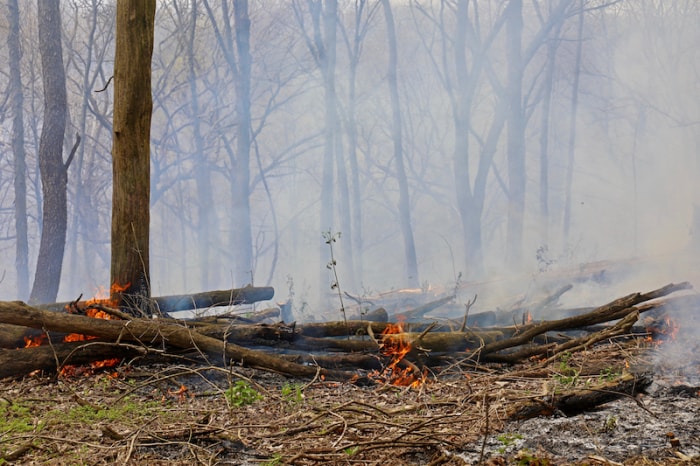 incendies de forêt avec des arbres abattus et une épaisse fumée