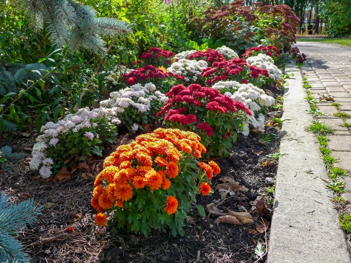 iStock-1126818694 Jardin antiparasitaire Chrysanthèmes dans un jardin