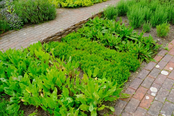 Jardin d'herbes aromatiques