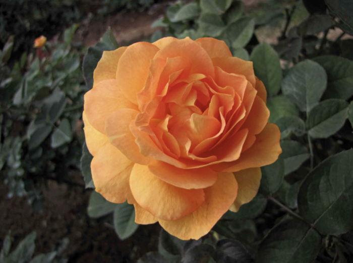 gros plan sur une fleur d'oranger pétale de miel parfum rose