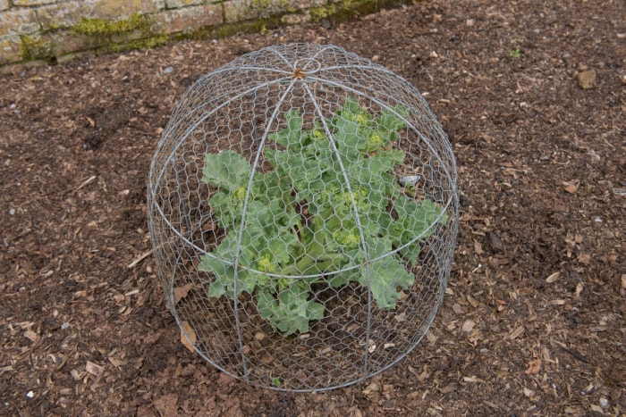 Comment éloigner les animaux du jardin