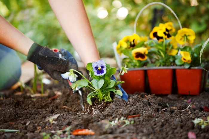 Planter des fleurs de viola