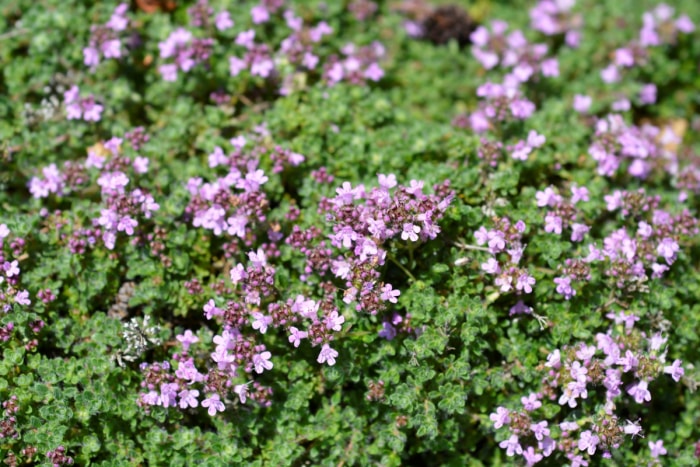 Thym rampant fleurissant de petites fleurs violettes.