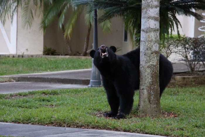 un ours noir se frotte contre un arbre dans un quartier de Floride