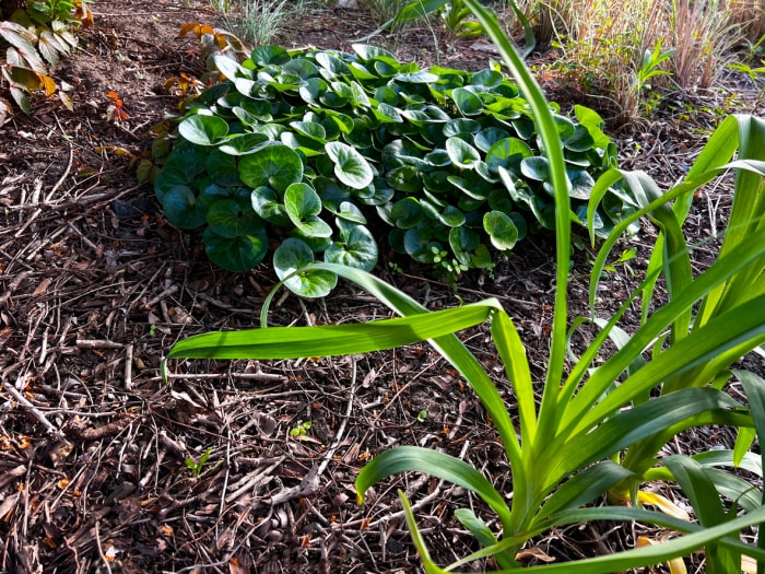 Gingembre sauvage vert poussant dans un jardin paillé.