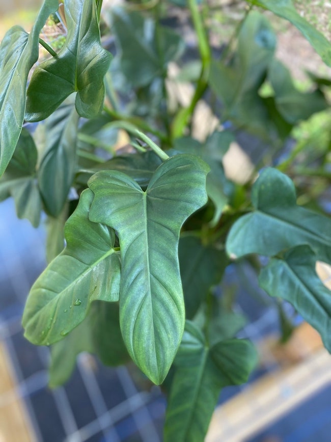 Variétés de philodendrons à feuilles de violon