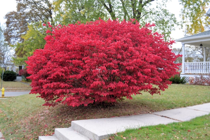 Grand buisson ardent en pleine floraison automnale