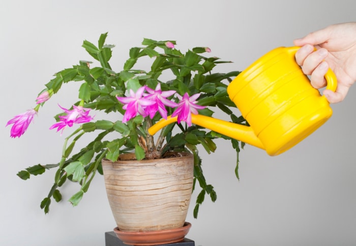 entretien du cactus de noël - arrosage de la plante en pot