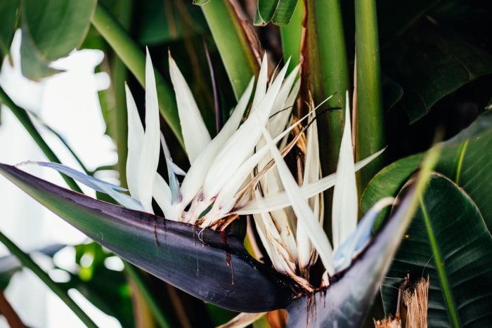 soins des plantes pour oiseaux de paradis