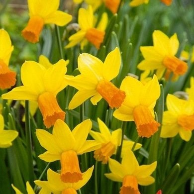 9 jonquilles pour égayer votre jardin