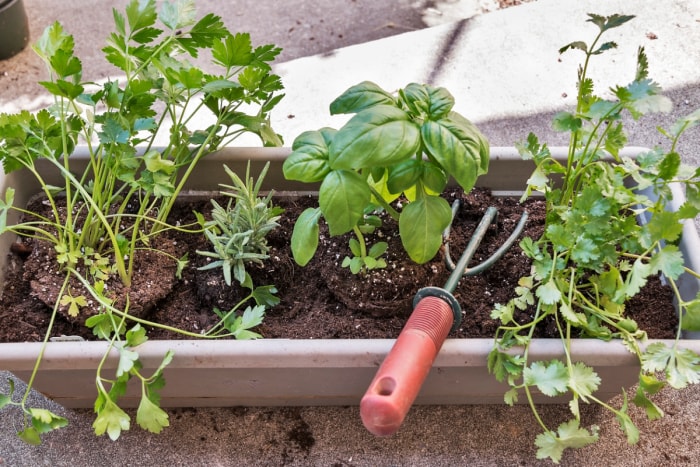 Diverses herbes dans une jardinière de fenêtre avec outil de jardinage.