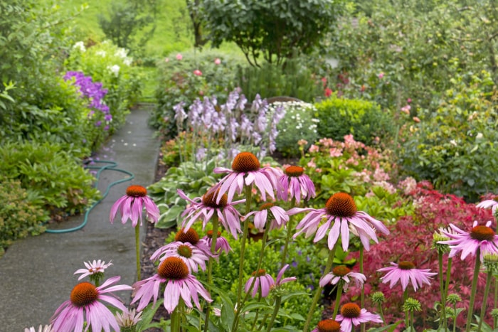 Echinacea-blooms-at-the-front-of-a-cottage-garden.