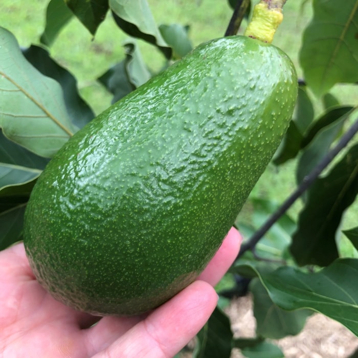 Main tenant un avocat vert.