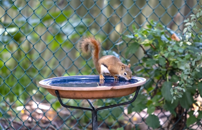 Un écureuil roux américain buvant dans un bain d'oiseaux dans une cour de banlieue