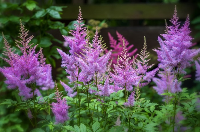 Astilbe poussant dans un jardin familial en juin.