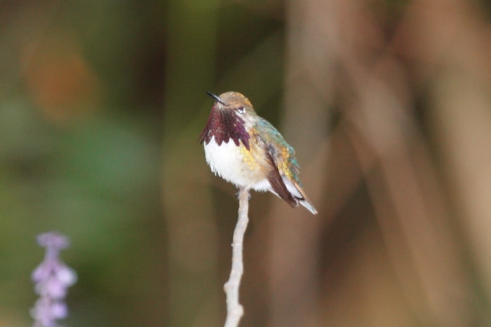 types de colibris