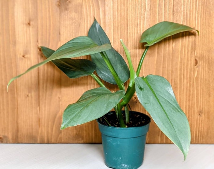 variétés de philodendrons à épée argentée