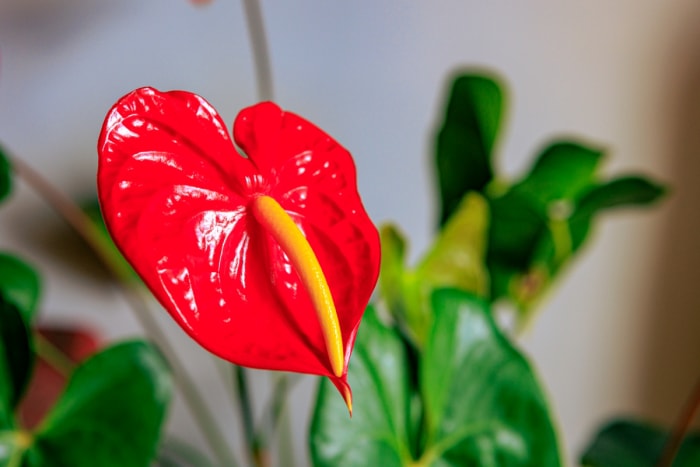 Grande spathe rouge avec épi floral jaune.