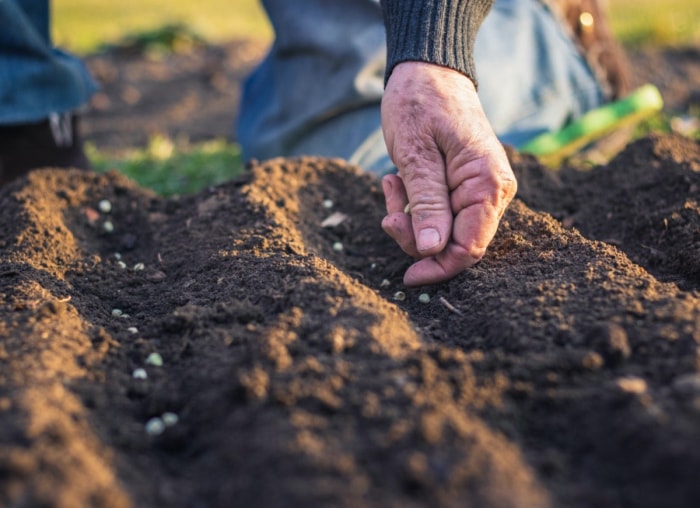 Assurez la réussite de votre jardin en commandant en ligne auprès de ces entreprises de semences