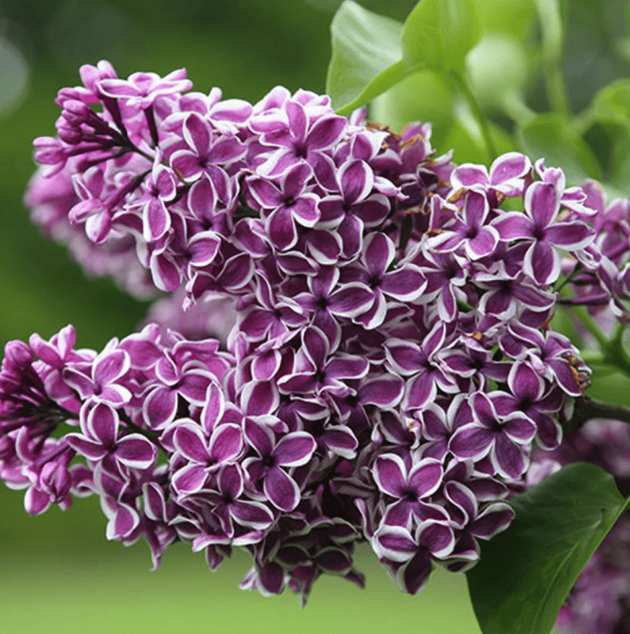 variétés de lilas