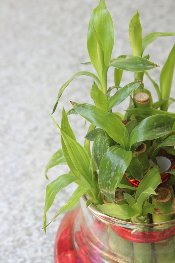 plantes d'intérieur à faible luminosité, bambou porte-bonheur en gros plan, feuilles vert clair