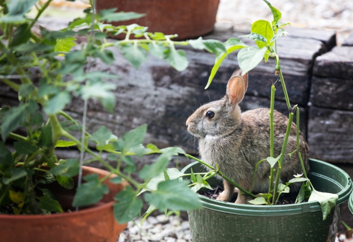 Lapin dans une plante en pot.