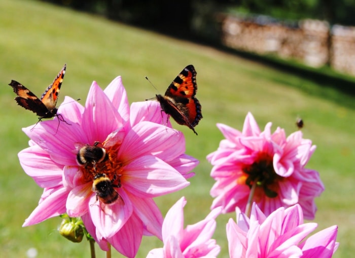 10 façons dont votre jardin peut lutter contre le changement climatique