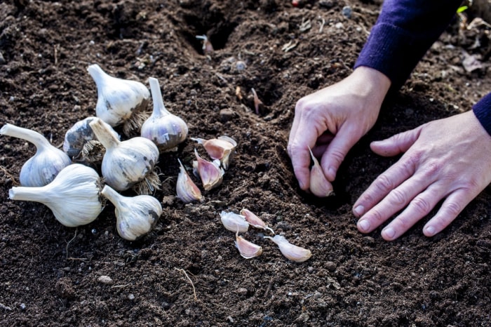 Un jardinier plante des gousses d'ail pour la plantation d'accompagnement dans le potager d'automne.