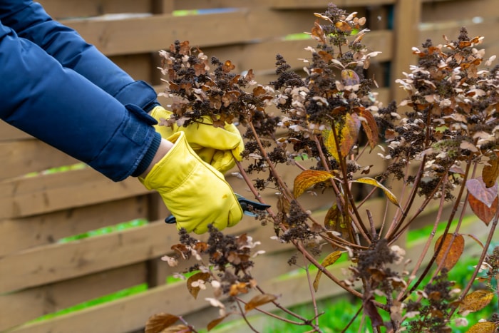 iStock-1340790447 à faire en mars Coupe ou taille d'hortensia buissonnant avec un sécateur dans le jardin