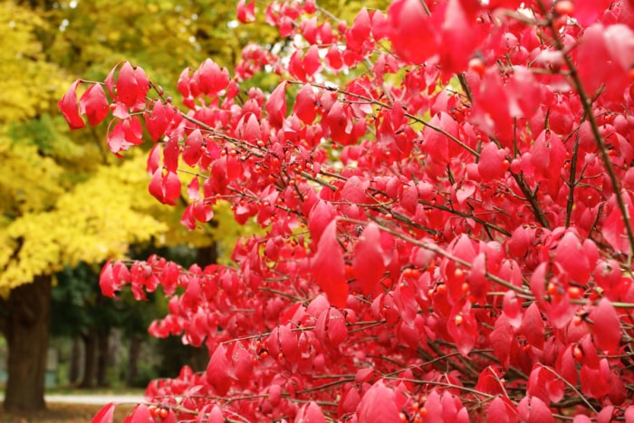 Buisson ardent rouge