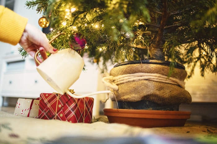 Arbre de Noël vivant arrosé à l'intérieur