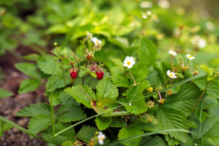 Fraisier sauvage à petites fleurs blanches.