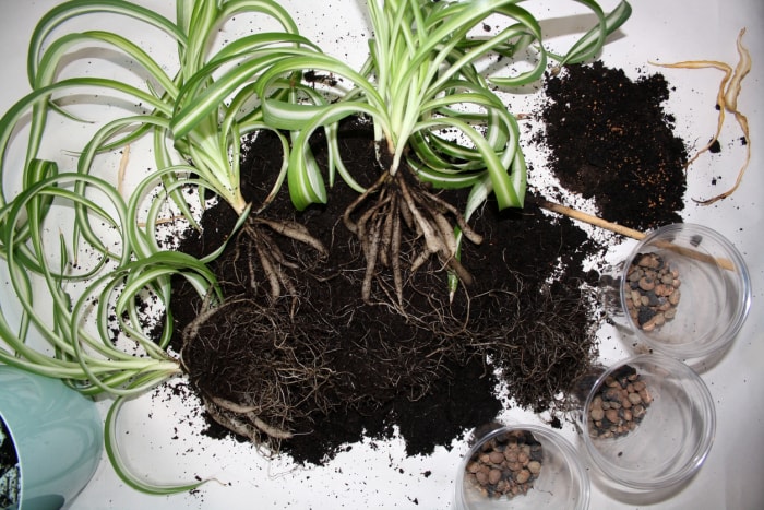 Séparation des racines du chlorophytum. Transplantation d'une plante dans un nouveau pot. Contexte.