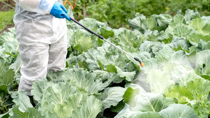 un agriculteur vêtu d'une combinaison blanche de protection traite les choux avec des pesticides contre les maladies et les parasites.