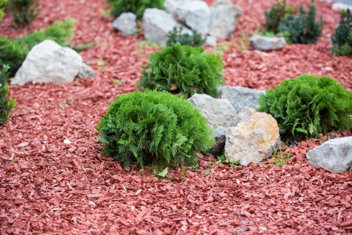 Arbustes et rochers avec paillis rouge