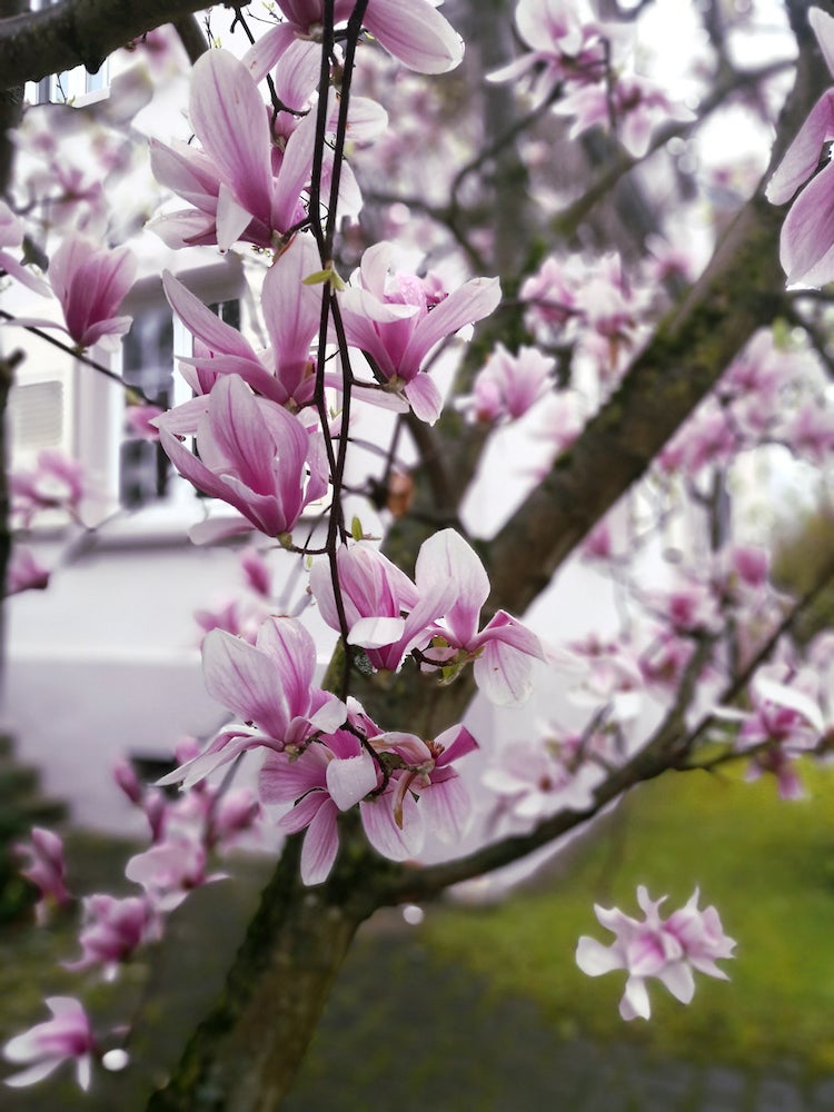 14 plantes, arbustes et arbres qui peuvent vous aider à vendre votre maison