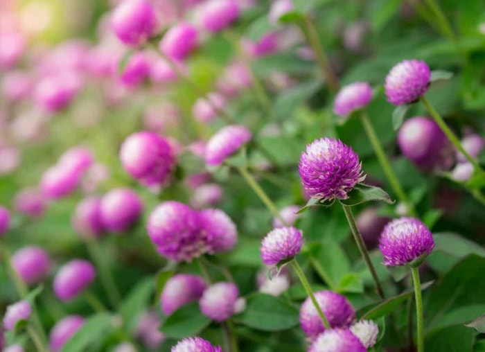 14 fleurs durables pour votre jardin